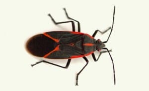 Boxelder Bug Exterminators | Satisfaction Guaranteed | EnviroPest NY