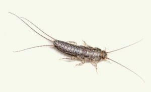 Silverfish Exterminators | Satisfaction Guaranteed ...