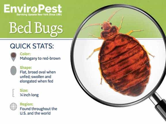 What Causes A Bed Bug Infestation In Your Home? How Do You Get Them?