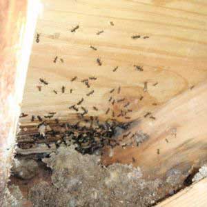 signs of carpenter ant damage