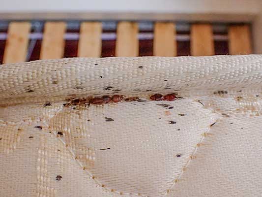 bed bug rust stains on mattress