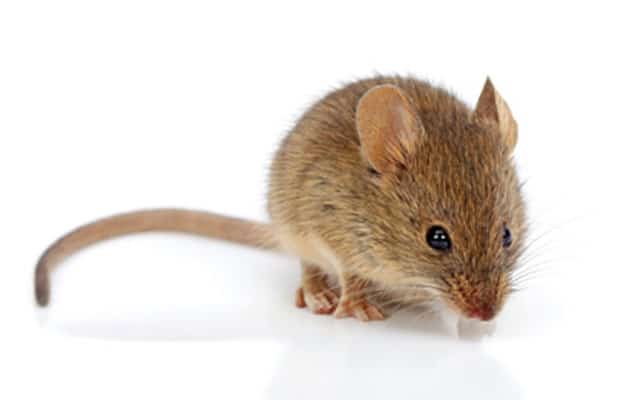 https://www.envirotechpestcontrol.com/wp-content/uploads/2021/06/How-To-Keep-Mice-Away-From-Homes.jpg