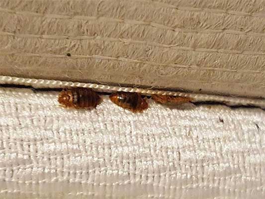 How To Find Bed Bugs - What You Should Check For