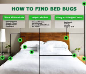 How To Find Bed Bugs - What You Should Check For