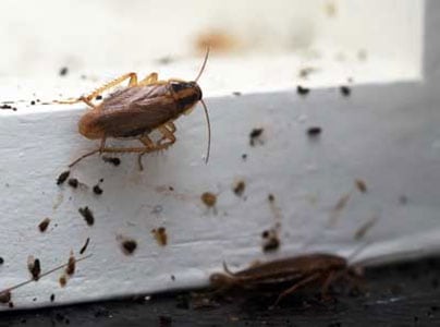 Signs Cockroaches Are In Your Home