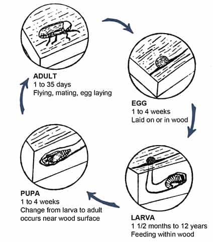 How To Get Rid Of Powderpost Beetle: Eco-Friendly Pest Control