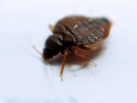 bed bug on sheet